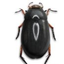 명지바람 이미지