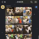 돈워리독 이미지