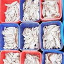 황금낚시 이미지