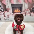 펫러버 그루밍 이미지