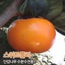 서머블랙 (썸머 블랙) 포도 이미지