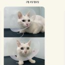 포포동물병원 이미지