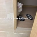 냥아치냥 이미지