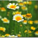 해오름관광농원 이미지