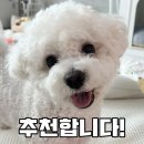 Plus bean(플러스빈) | [내돈내산] 파파폼즈 문라이트스톤 1200x800 시공매트 솔직후기 / 34평 / AS 후기 / 강아지 미끄럼후기