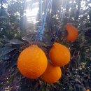 소나농장 이미지