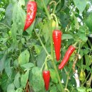 김성수농장 이미지