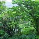 제주의휴일 이미지