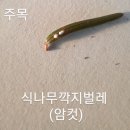 식나무깍지벌레 이미지