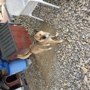 절세미견 이미지