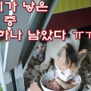 꽃님이가 낳은 6마리 중 이제 하나 남았다 이미지