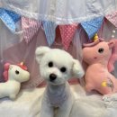 웰니스 펫뷰티 이미지