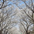 오섬권역농어촌체험휴양마을 | 4월 첫주의 추천 여행지(2): 구례 섬진강 벚꽃길 - 푸른 섬진강 따라 300리, 129km를 이어가는 환상의...