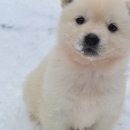 강아지풍경 이미지