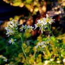꽃·나무 | 봄철 식탁 입맛 돋우고 가을 하얀 별꽃으로 피어나는 참취꽃 이미지