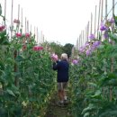 스위트피(sweetpea) 이미지