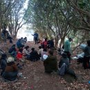 가덕도 동백군락지 이미지