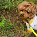 구미산동 애견미용 눈부시개 | 애견 미용 눈부시개 :) 구미 산동 말티푸 미용 잘하는 곳