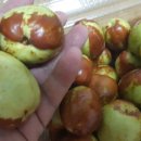 흥부농원