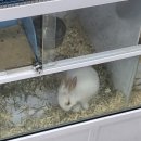 두바디둠
