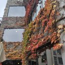 아이비586 이미지