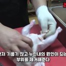 생닭손질(닭다리, 닭날개 자르는 법) 이미지