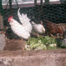 승현 농장 이미지