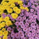 하루코[춘자] | (10/3~14) 국화꽃향기/첫에스프레소/파티시엘동료/2022부국제/레이어드시티/부산비엔날레/OOTD/조현철...