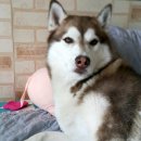 탑플라이트 이미지