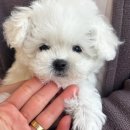 개린이집 강아지분양 고양이분양 전주본점 | 전주강아지분양 개린이집 강아지분양 고양이분양 전주본점 이쁜아이가 많아요