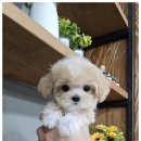 강아지분양 애견입양 아이러브독 인천점 이미지