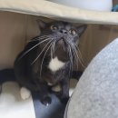 아꼬운몽 이미지