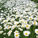 맷돌농장 이미지