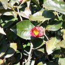 안심2농로 이미지