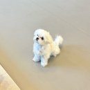 피터펫카페 가덕도점 | [안산 상록수역 카페] 피터펫 안산점/넓고 쾌적한 애견카페/내돈내산 솔직후기