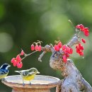 산수유열매2(노랑배진박새) 이미지