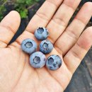 하늘농장6 이미지