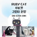 렉스헤어
