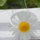 화이트펫# 네이버블로그