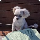 (주)우리사료 | 말티즈 사료 우리 애에게 좋은 베이스