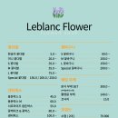 르블랑플라워