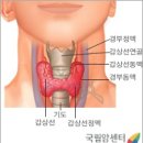 갑상선이 하는 일과 암의 질병 이미지