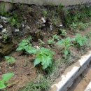 브니엘농장 이미지