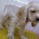 도꾸애견 이미지