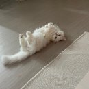 고양이 별 | [고양이 장례] 모찌별 기록💫/경기 화성 반려동물 장례 후기/포이리스