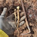 삼싹농장 이미지