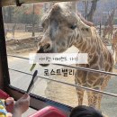 월드밸리 | 아이랑 에버랜드 로스트밸리 판다월드 후기 스마트줄서기 대기시간
