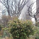 백지수