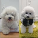도담도담이발소 | [도담도담이발소]세교비숑미용/세교애견미용/오산애견미용/렛미견