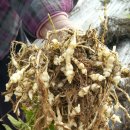 백련산농장 이미지